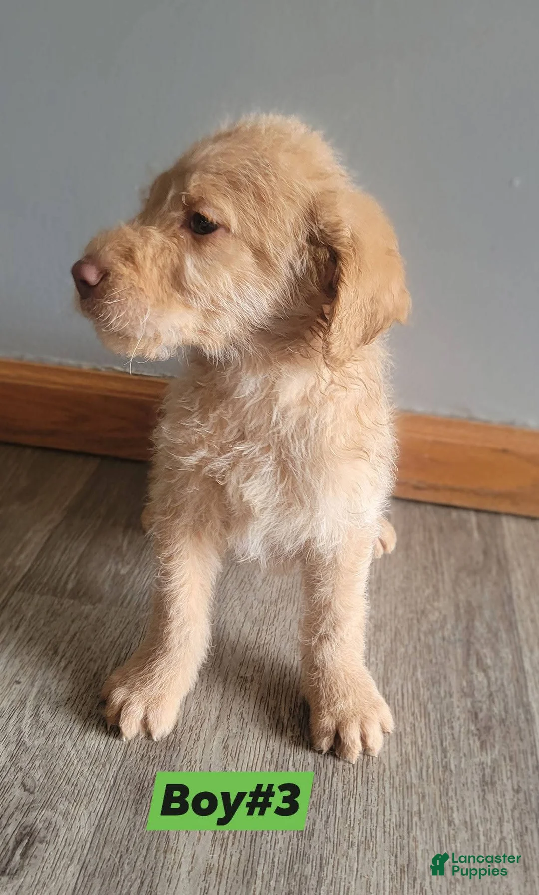 Double Doodle dogs for sale: Double Doodle Puppy 3 - Ad 2