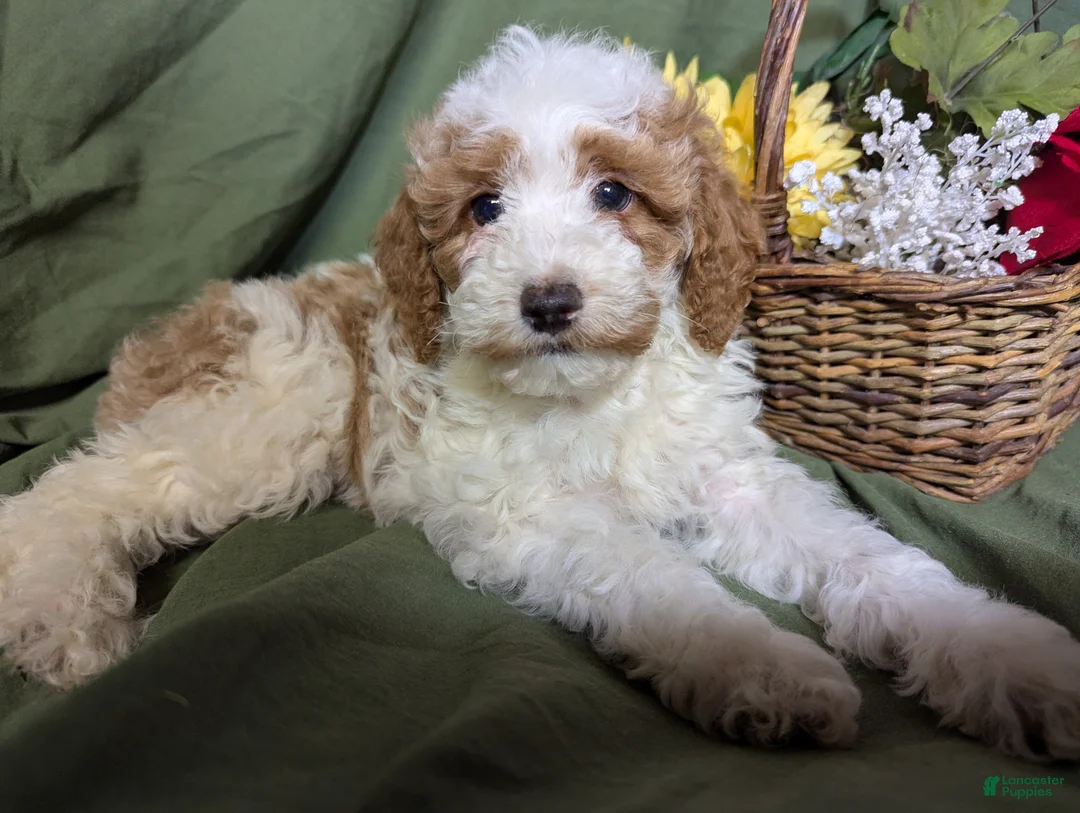 Mixed Breed dogs for sale: Theo - Ad 1