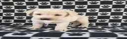 Labrador Retriever dogs for sale: Casper - Ad 3