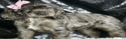 Cocker Spaniel dogs for sale: Francine - Ad 4