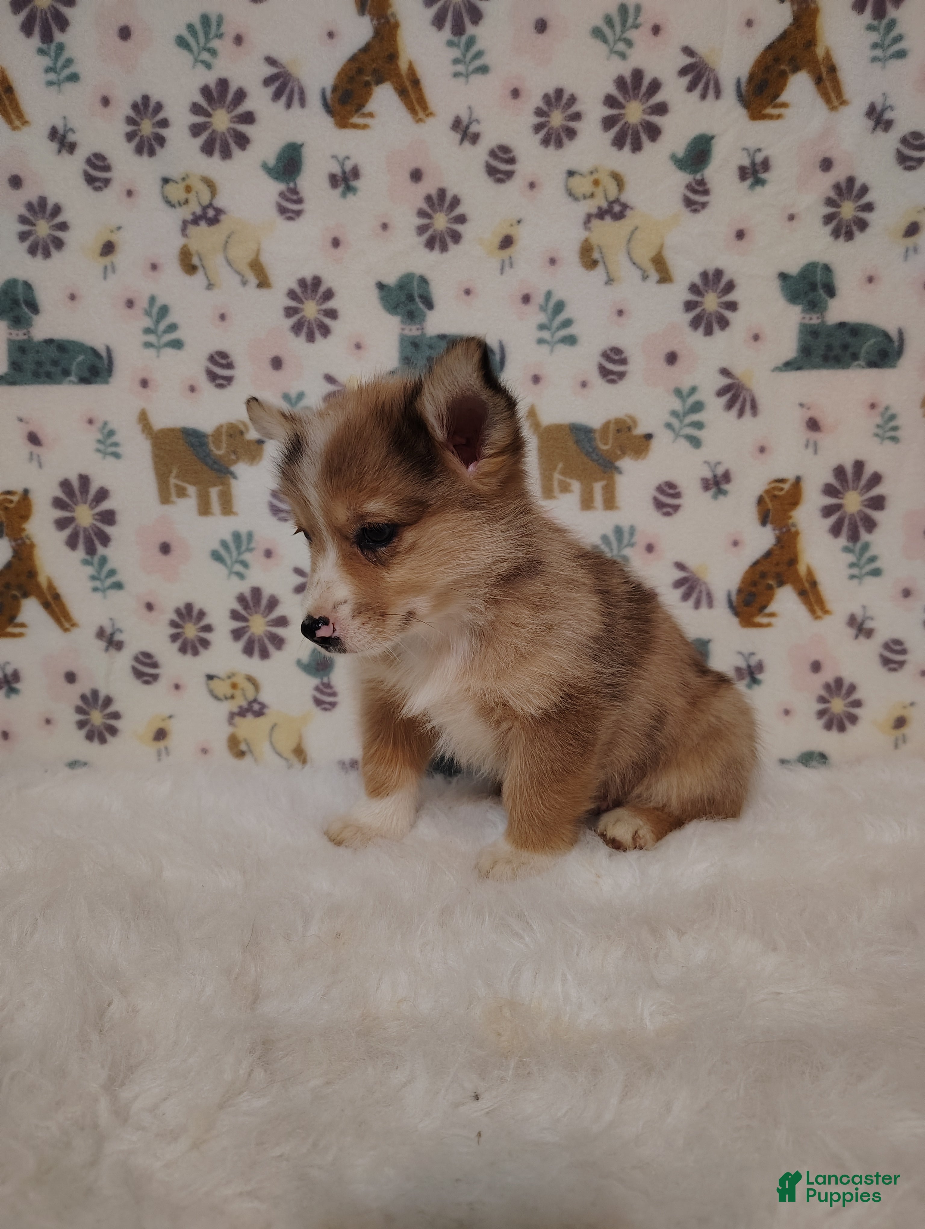 Mixed Breed dogs Sawyer - Ad 2