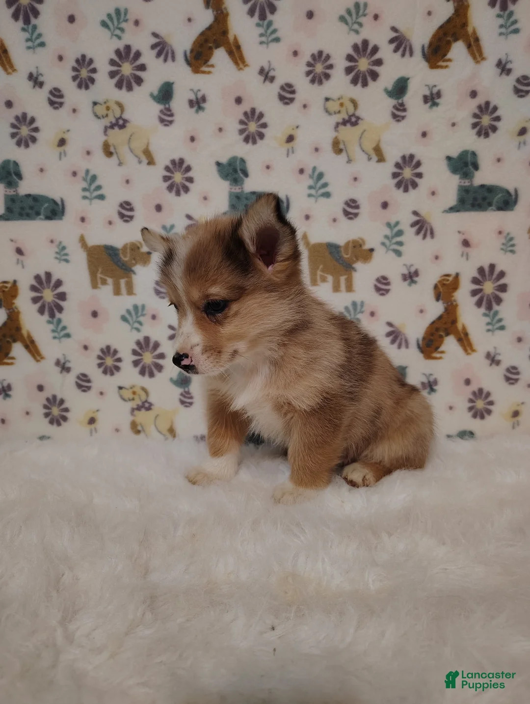 Mixed Breed dogs for sale: Sawyer - Ad 2