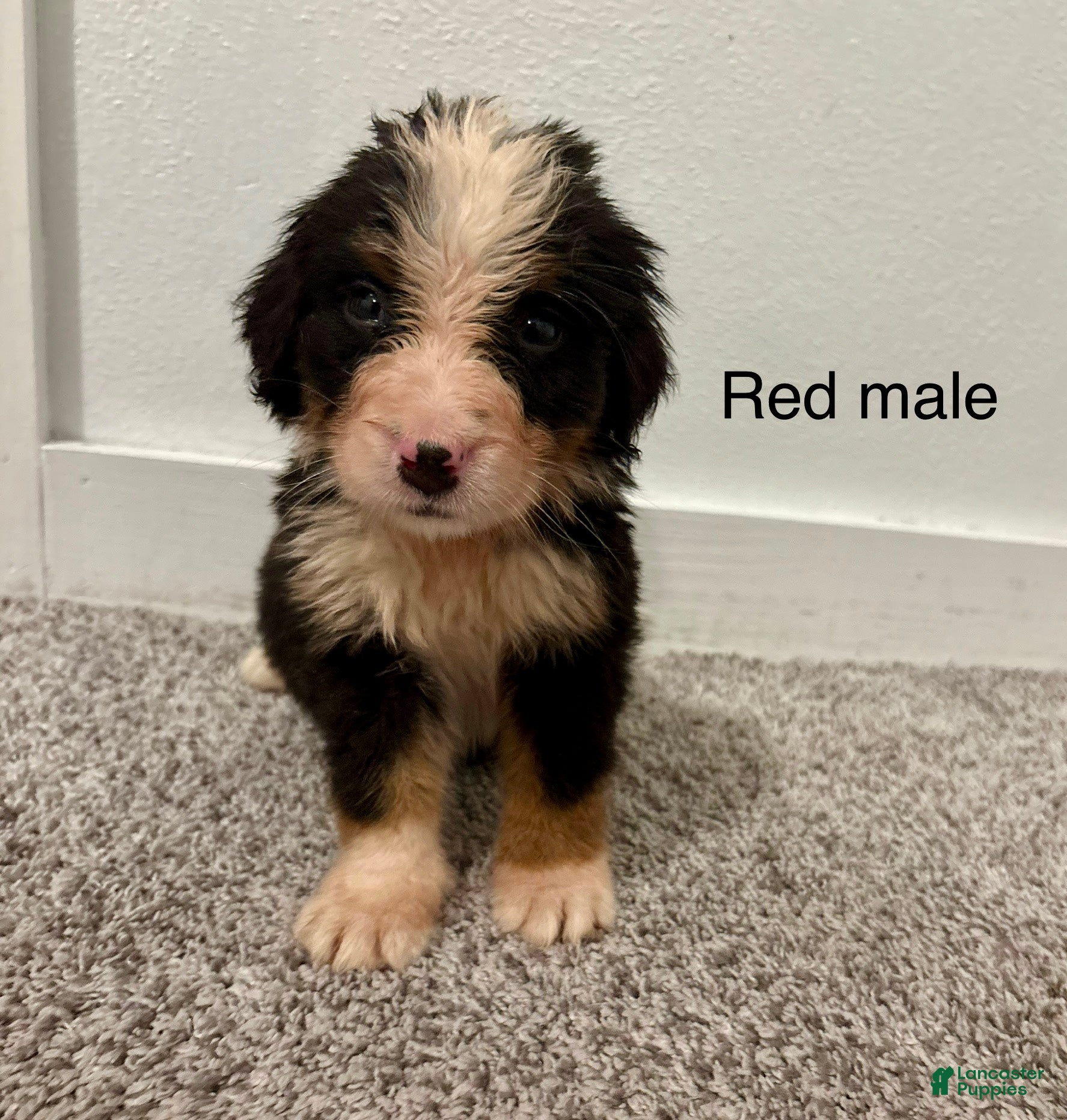 Bernese Mountain Dog dogs Red male  - Ad 4