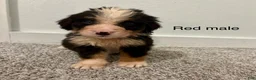 Bernese Mountain Dog dogs for sale: Red male  - Ad 1