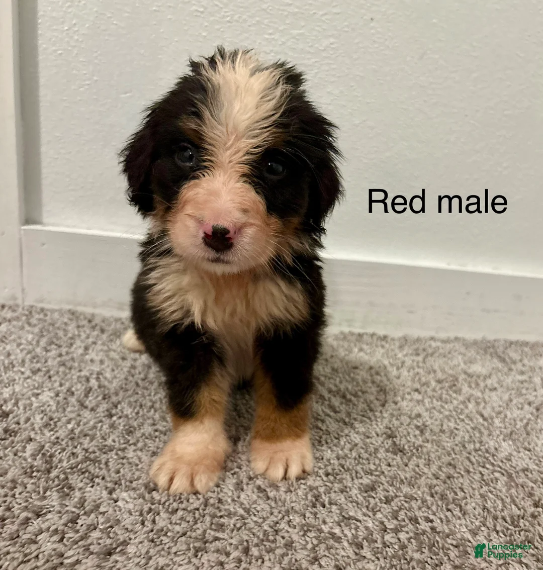 Bernese Mountain Dog dogs for sale: Red male  - Ad 1