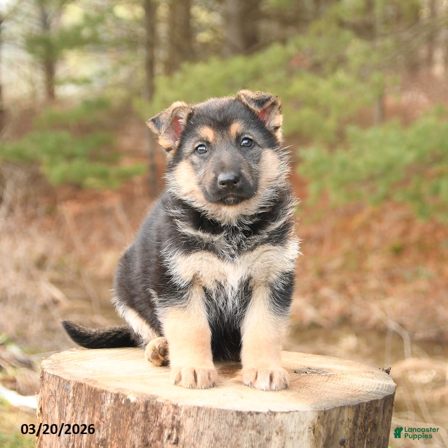 German Shepherd dogs for sale: Hazel - Ad 4