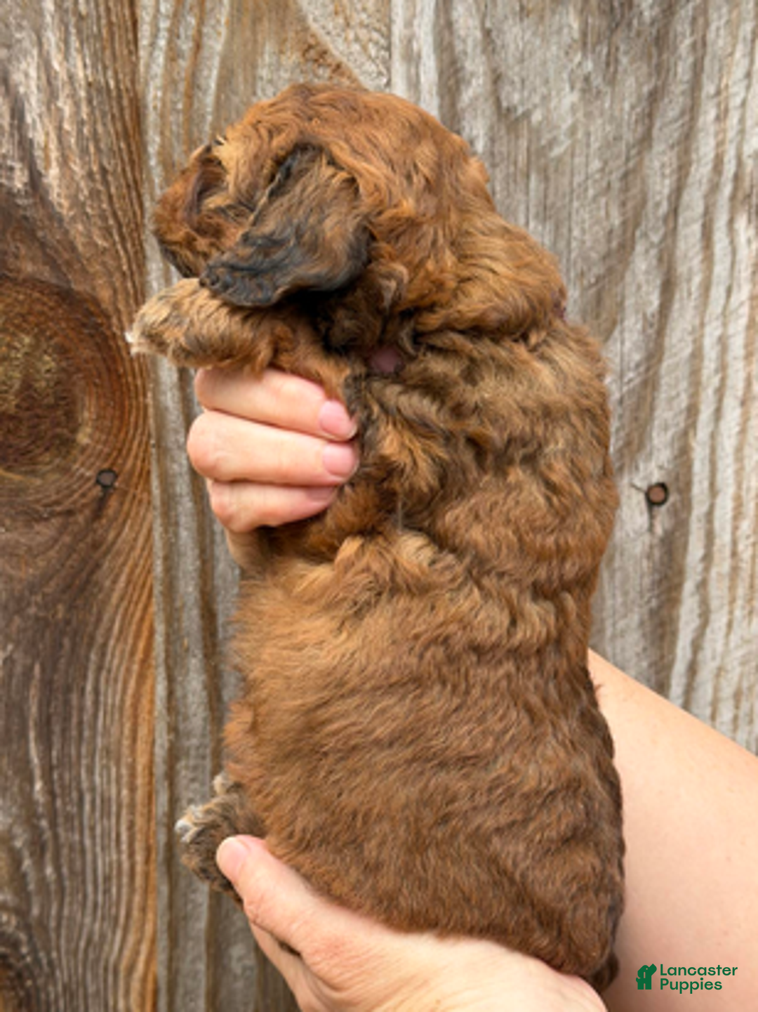 Goldendoodle dogs for sale: Purple Collar Girl - Ad 5