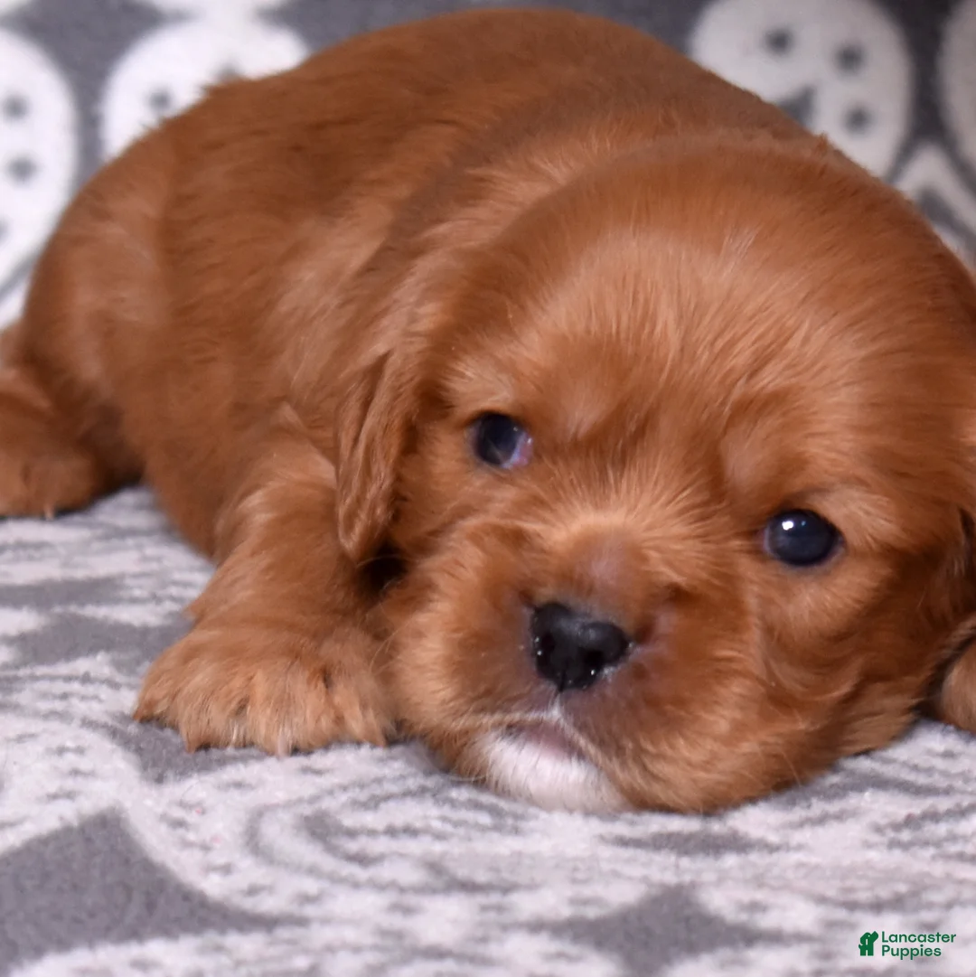 Cavalier King Charles Spaniel dogs for sale: Noah - Ad 2