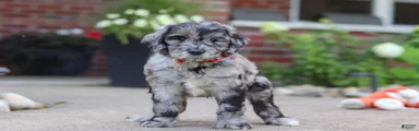 Simon