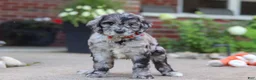 Newfypoo dogs for sale: Simon - Ad 1