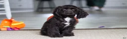 Cocker Spaniel dogs for sale: Jace - Ad 4