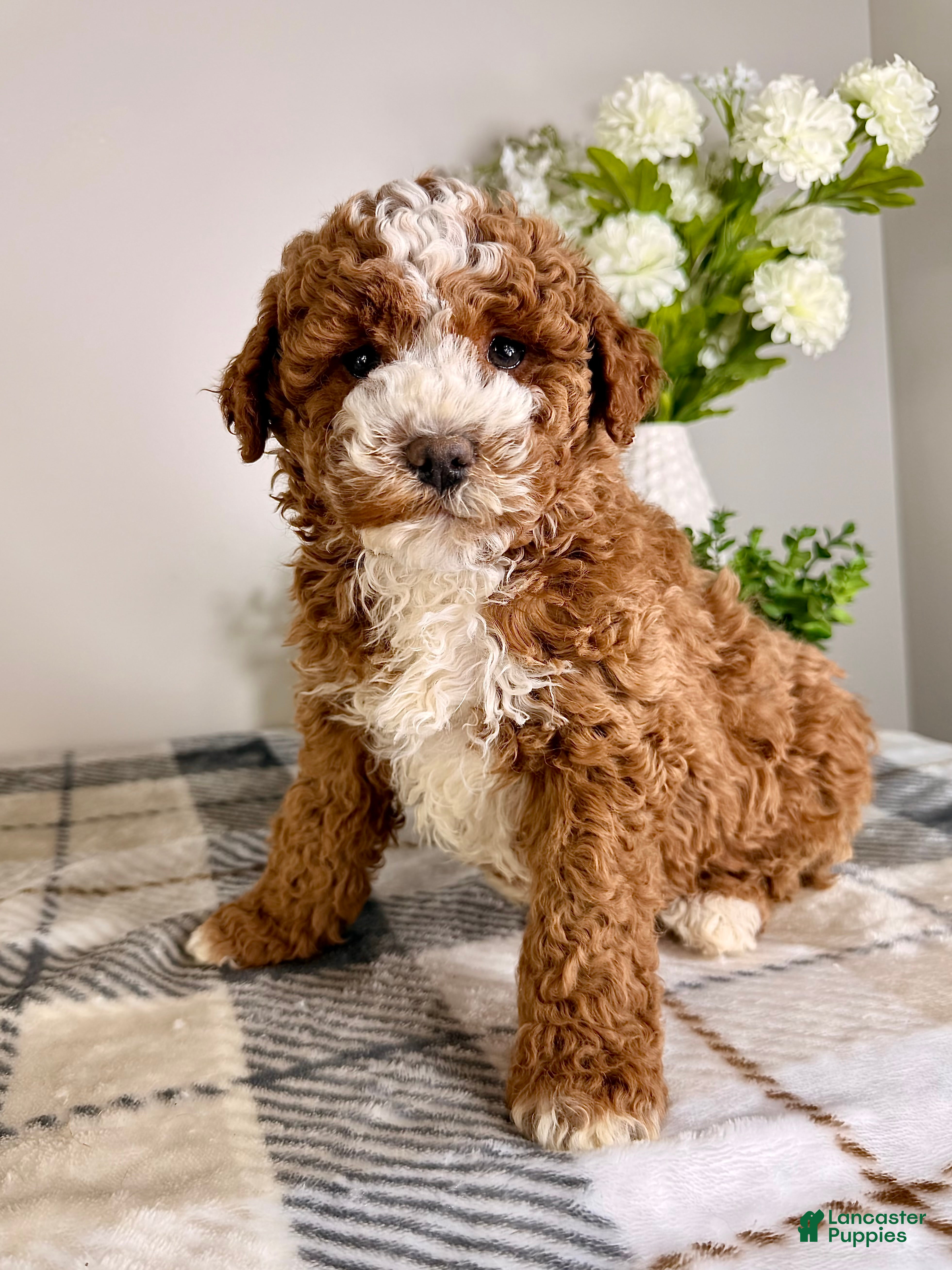 Goldendoodle dogs Calvin - Ad 39