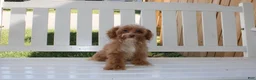 Shihpoo dogs for sale: Theo - Ad 13