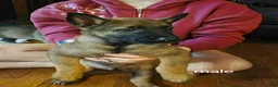 Belgian Malinois dogs for sale: Belgian Malinois 2 Green - Ad 2