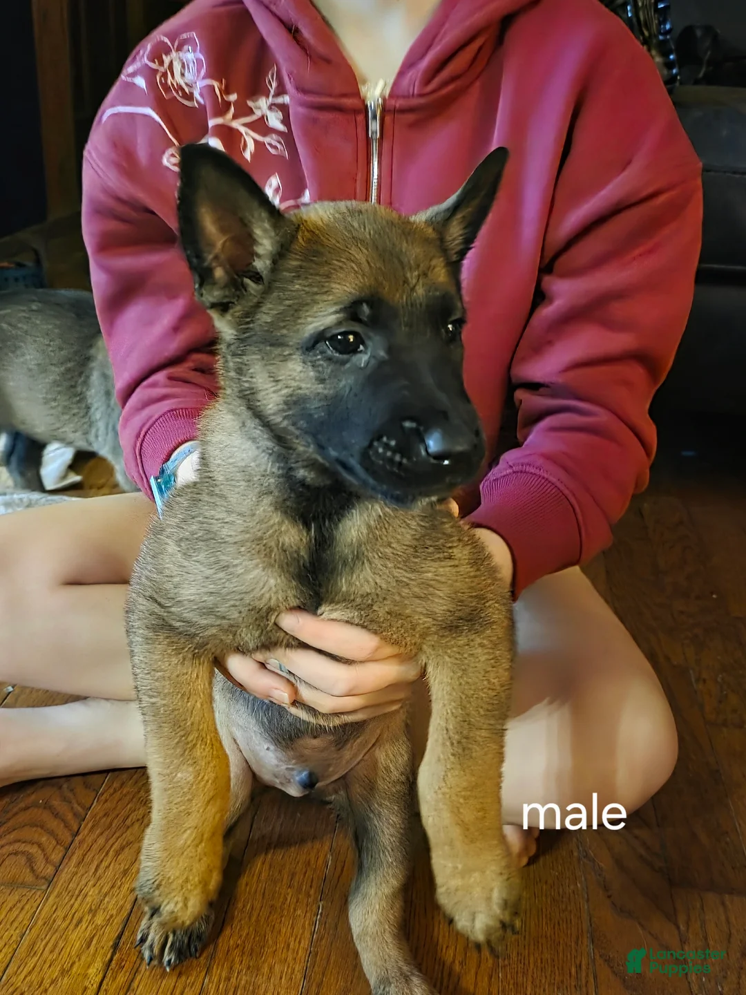 Belgian Malinois dogs for sale: Belgian Malinois 2 Green - Ad 2