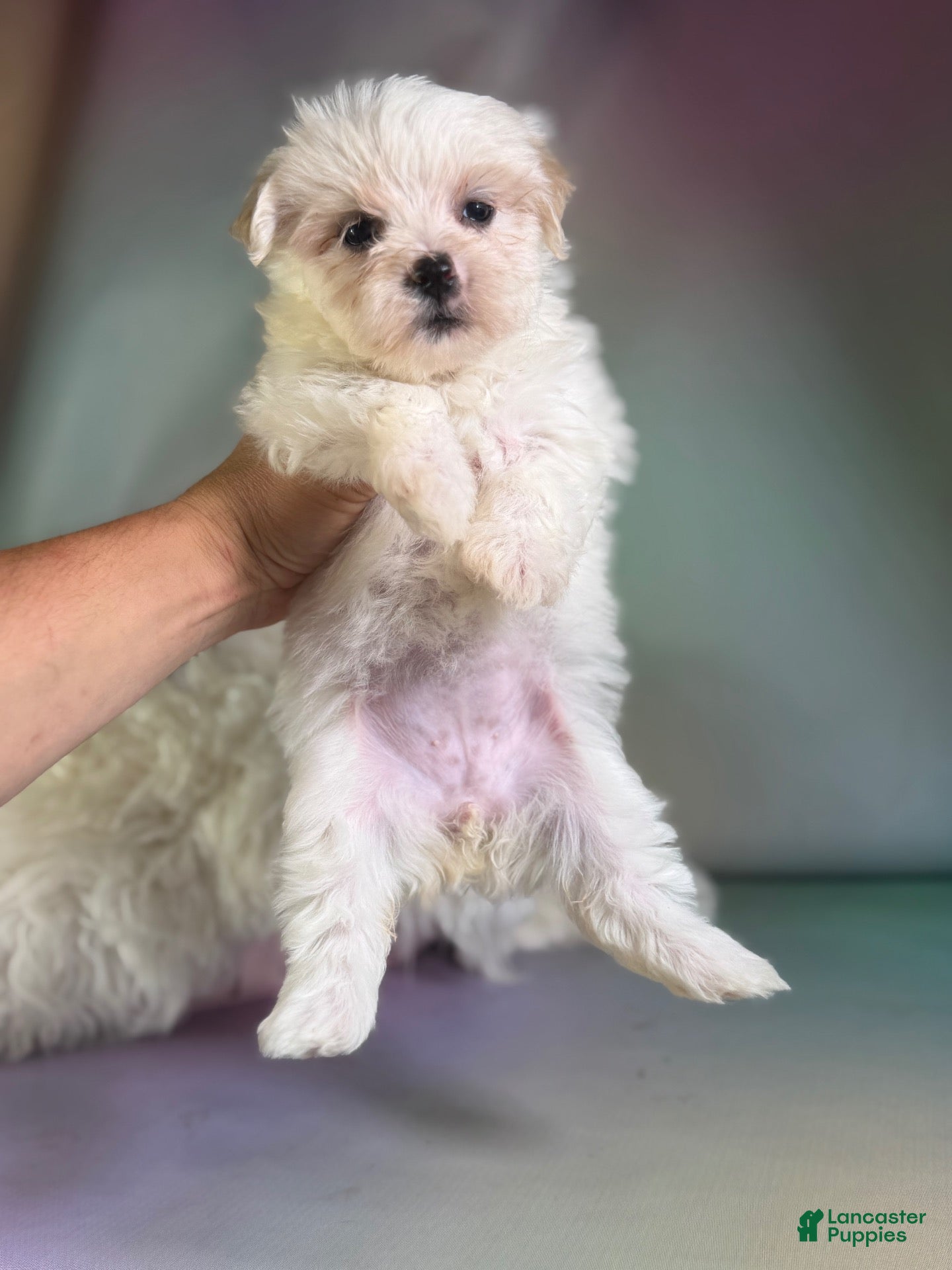 Morkie dogs Tootsie  - Ad 1