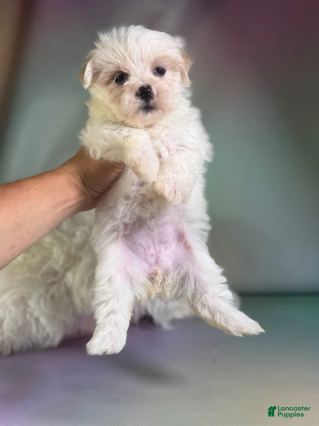Morkie dogs for sale: Tootsie  - Ad 1