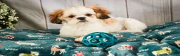 Shih Tzu dogs for sale: Bud - Ad 3
