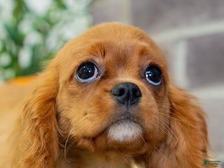 Labradoodle dogs Bella - Ad 15