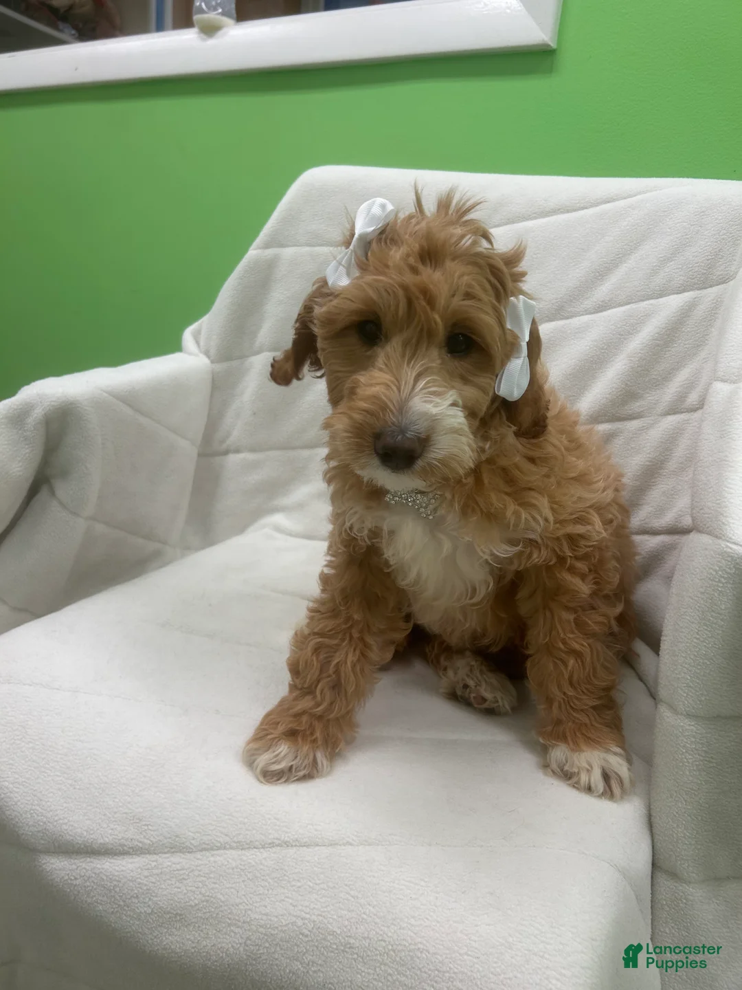 Mini Goldendoodle dogs for sale: Mini Goldendoodle Puppy 5 - Ad 5