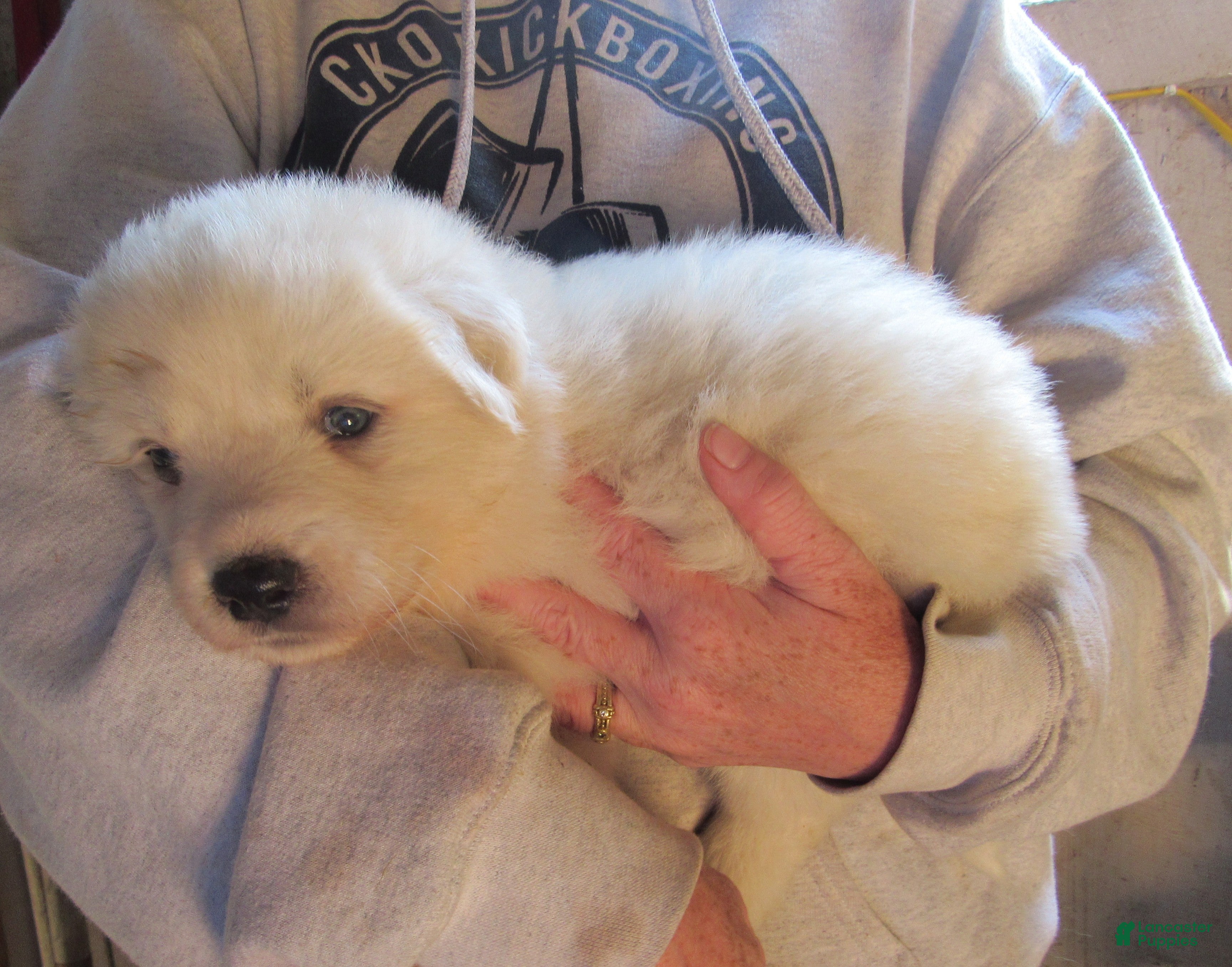 Great Pyrenees dogs Yellow Collar Female Great Pyrenees Puppy  - Ad 2