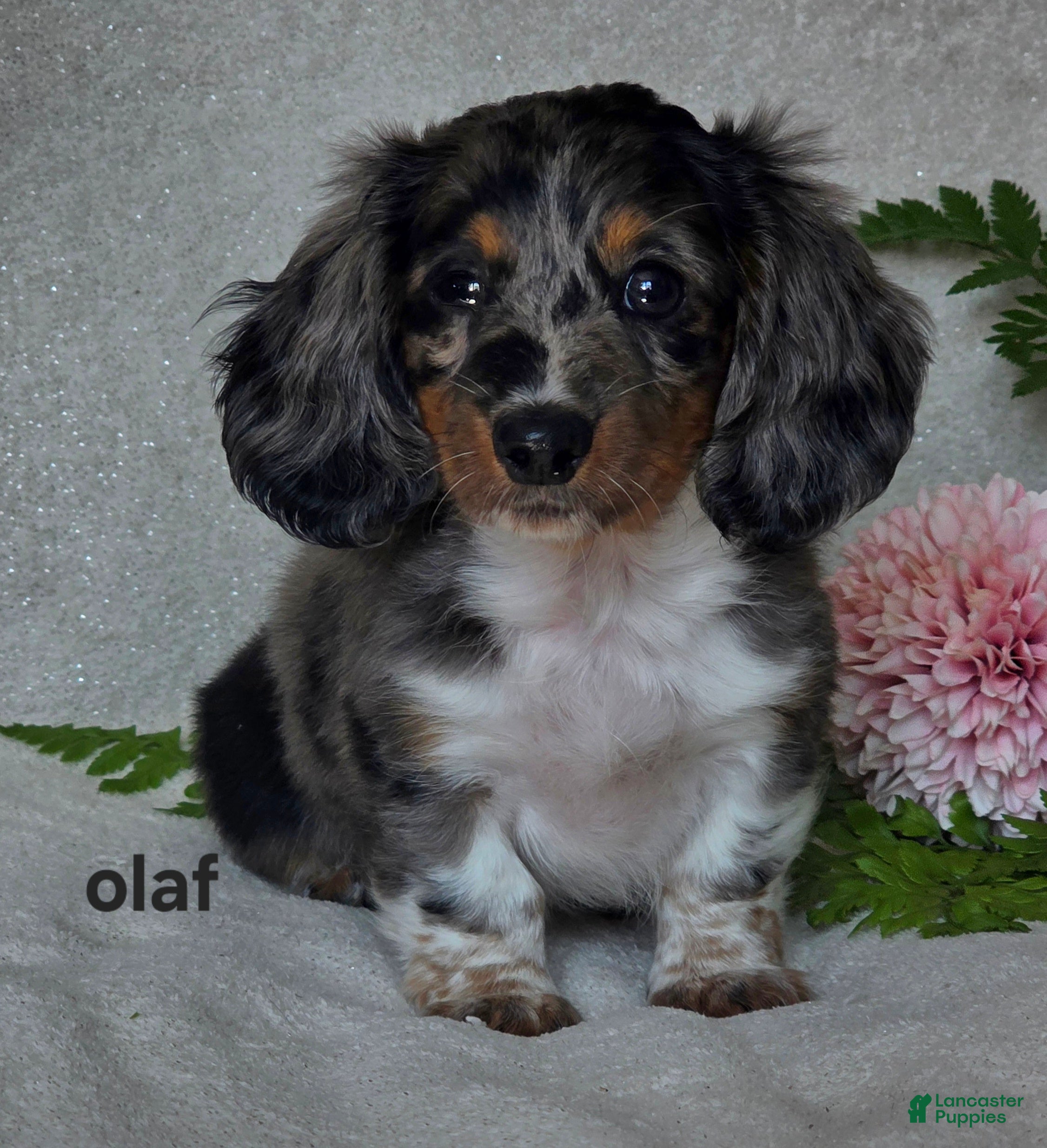 Miniature Dachshund dogs  Olaf - Ad 2