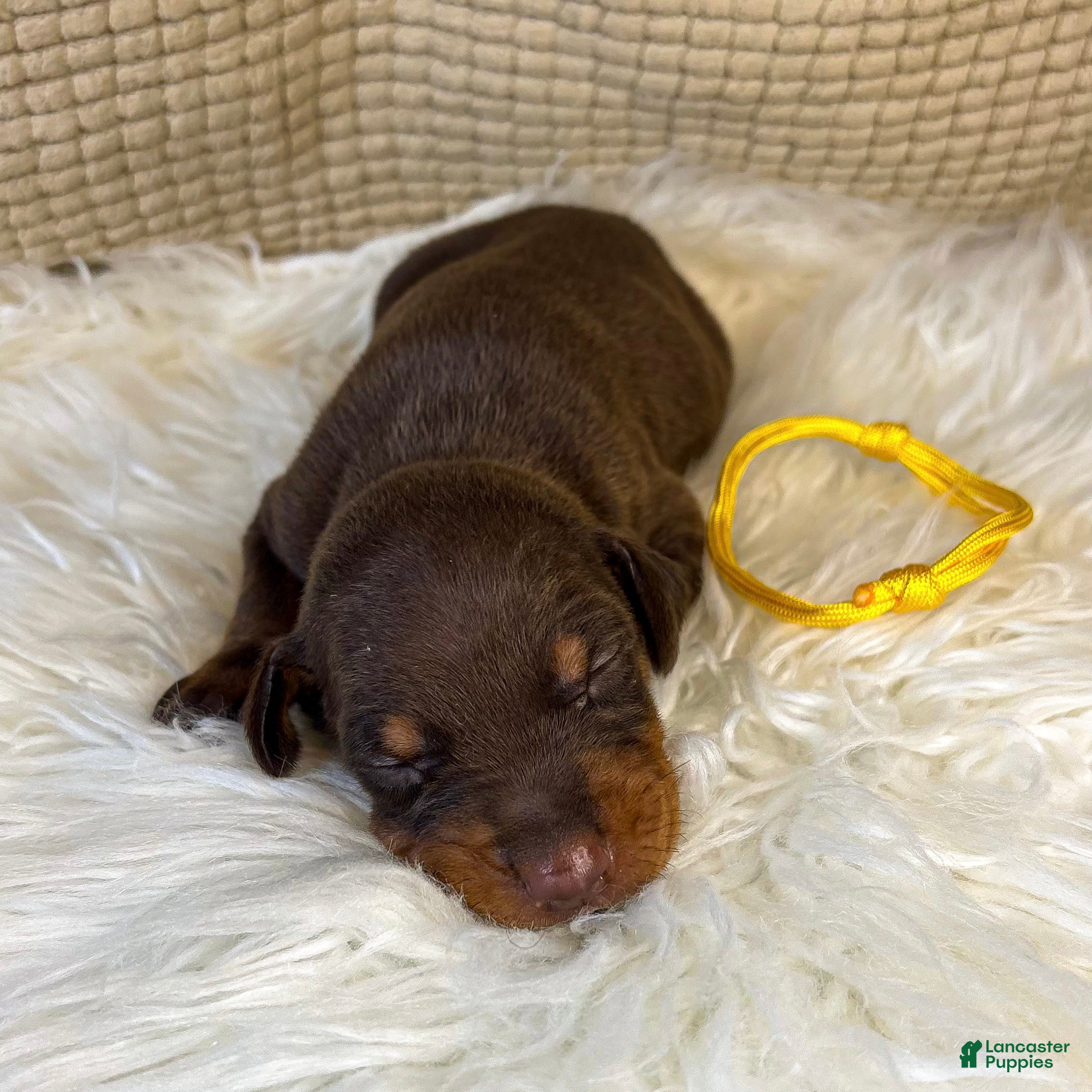 Doberman Pinscher dogs Yellow Collar Male  - Ad 41