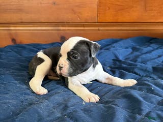 American Bulldog dogs Trixie - Ad 12