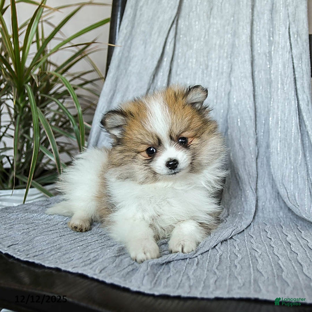 Pomeranian dogs for sale: Finn - Ad 4