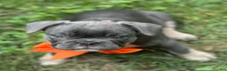 French Bulldog dogs for sale: Nova - Ad 10