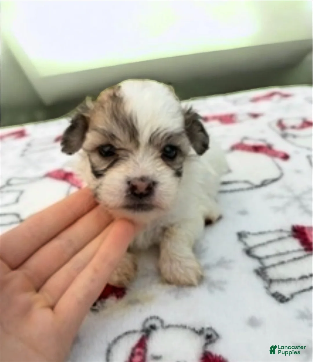 Teddy Bear dogs for sale: Hercules - Ad 1