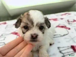 Teddy Bear dogs Hercules - Ad 4