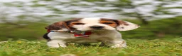 Beagle dogs for sale: Ranger - Ad 8