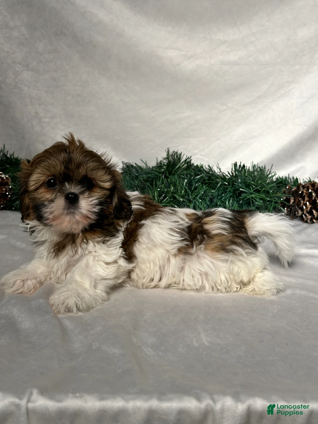 Shih Tzu dogs for sale: Oliver - Ad 4