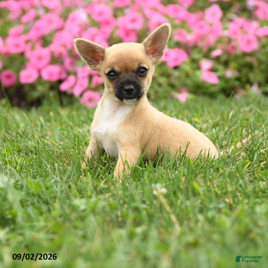 Chihuahua dogs Sir Peppito - Ad 2