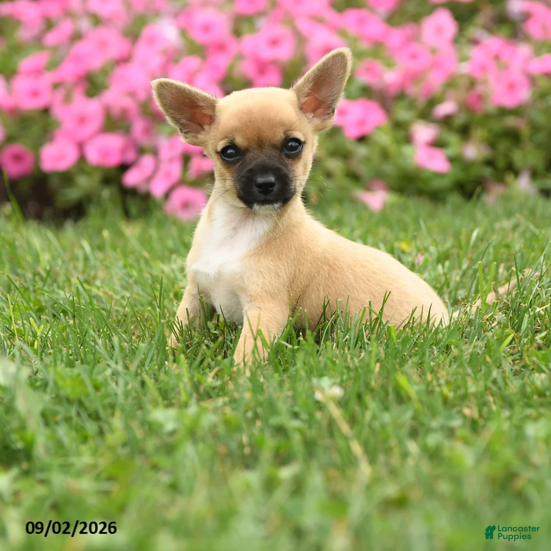 Chihuahua dogs for sale: Sir Peppito - Ad 2