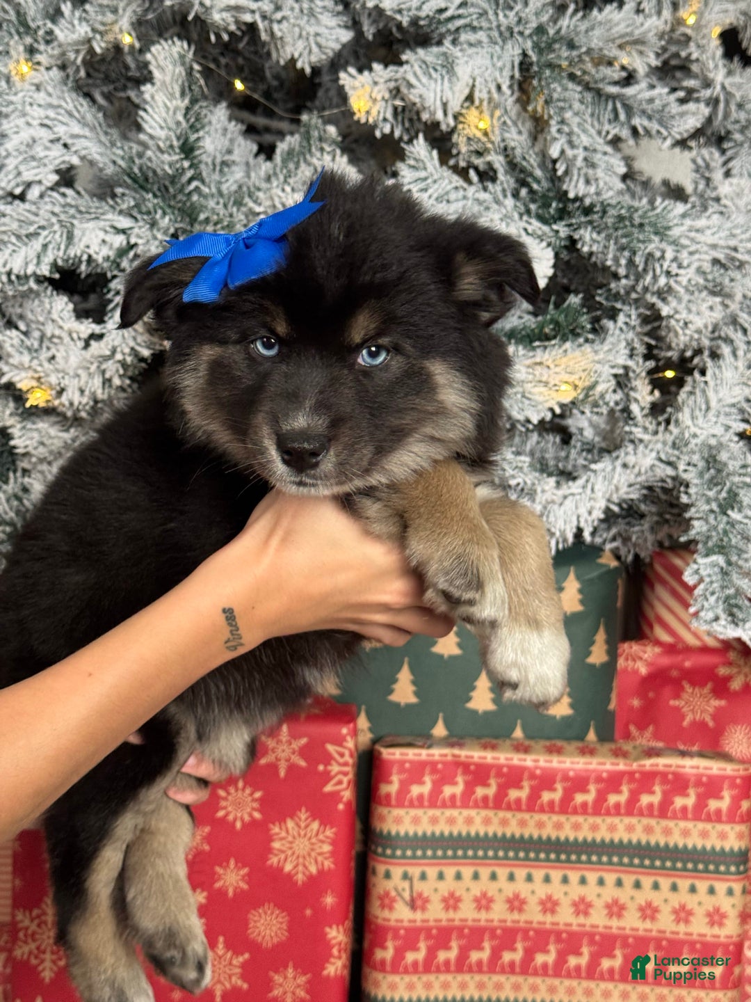 Pomsky dogs for sale: Cindy Lou Who - Ad 2