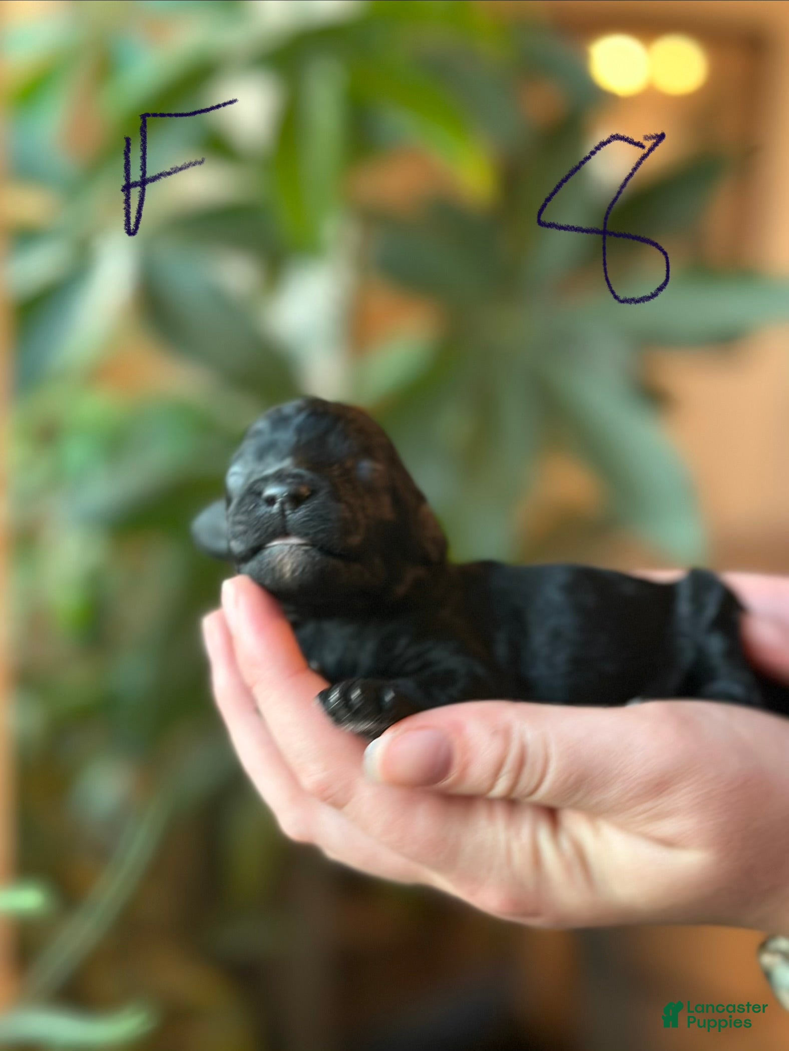 Standard Poodle dogs Standard Poodle 8 - Ad 1