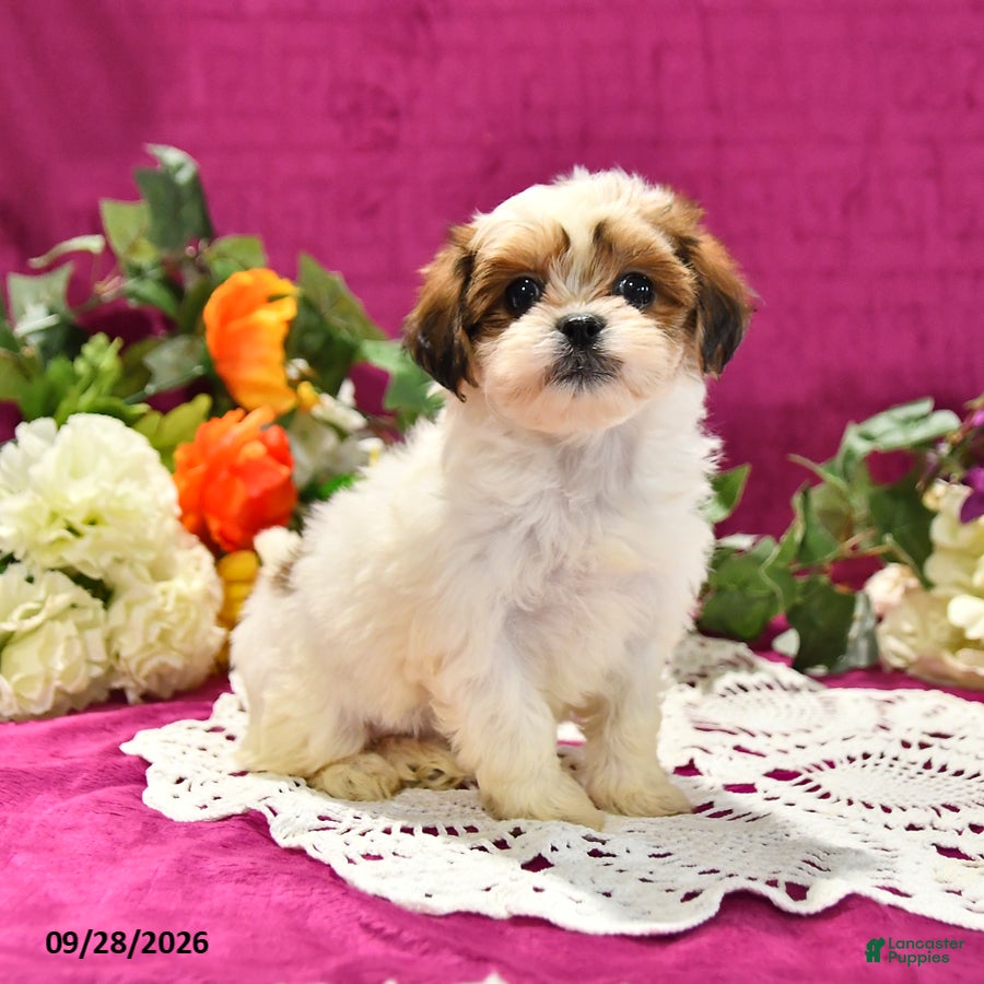 Shihpoo dogs Jana - Ad 1