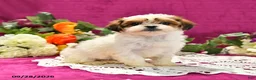 Shihpoo dogs for sale: Jana - Ad 1
