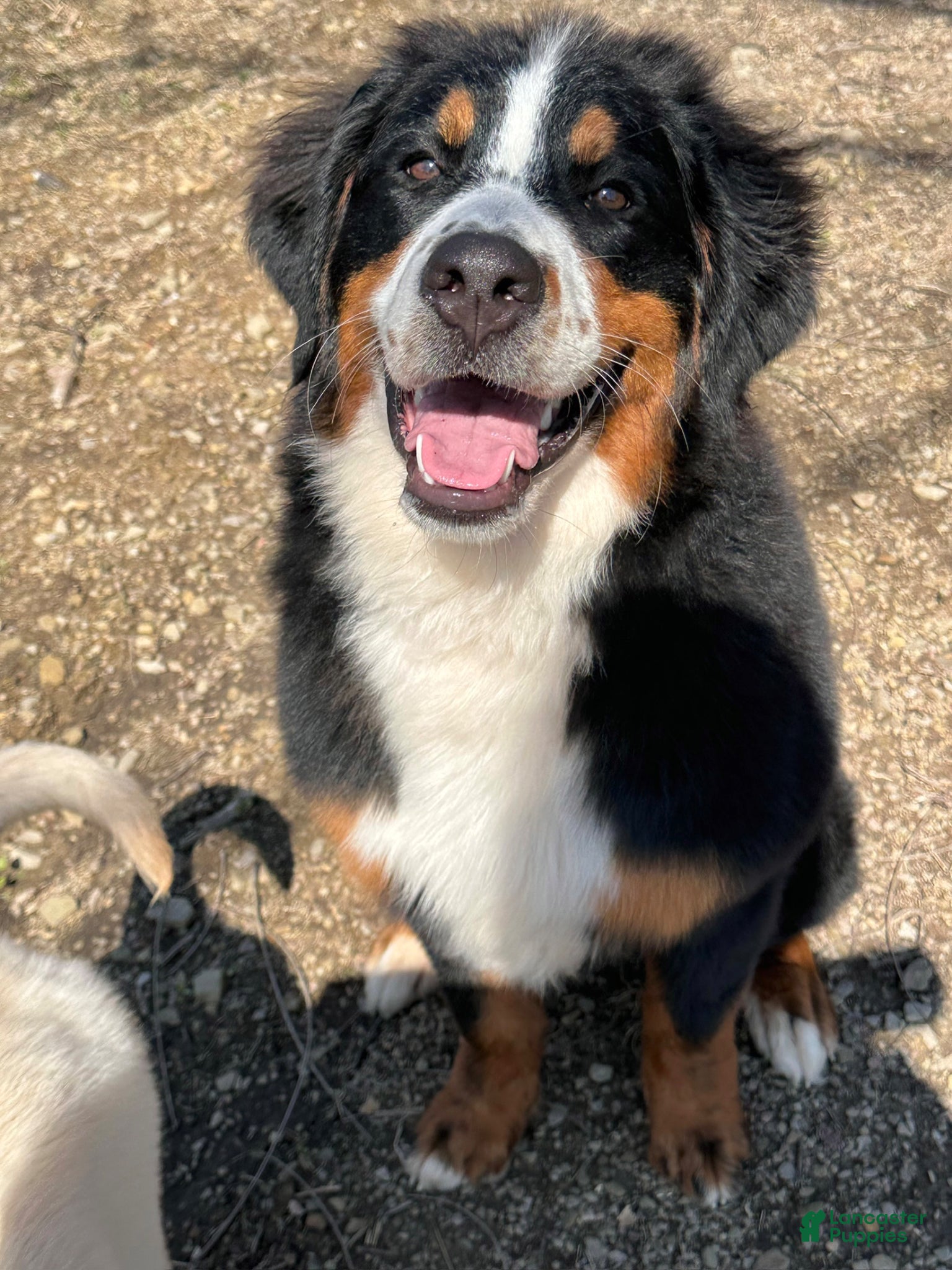 Bernese Mountain Dog dogs Fernn - Ad 2