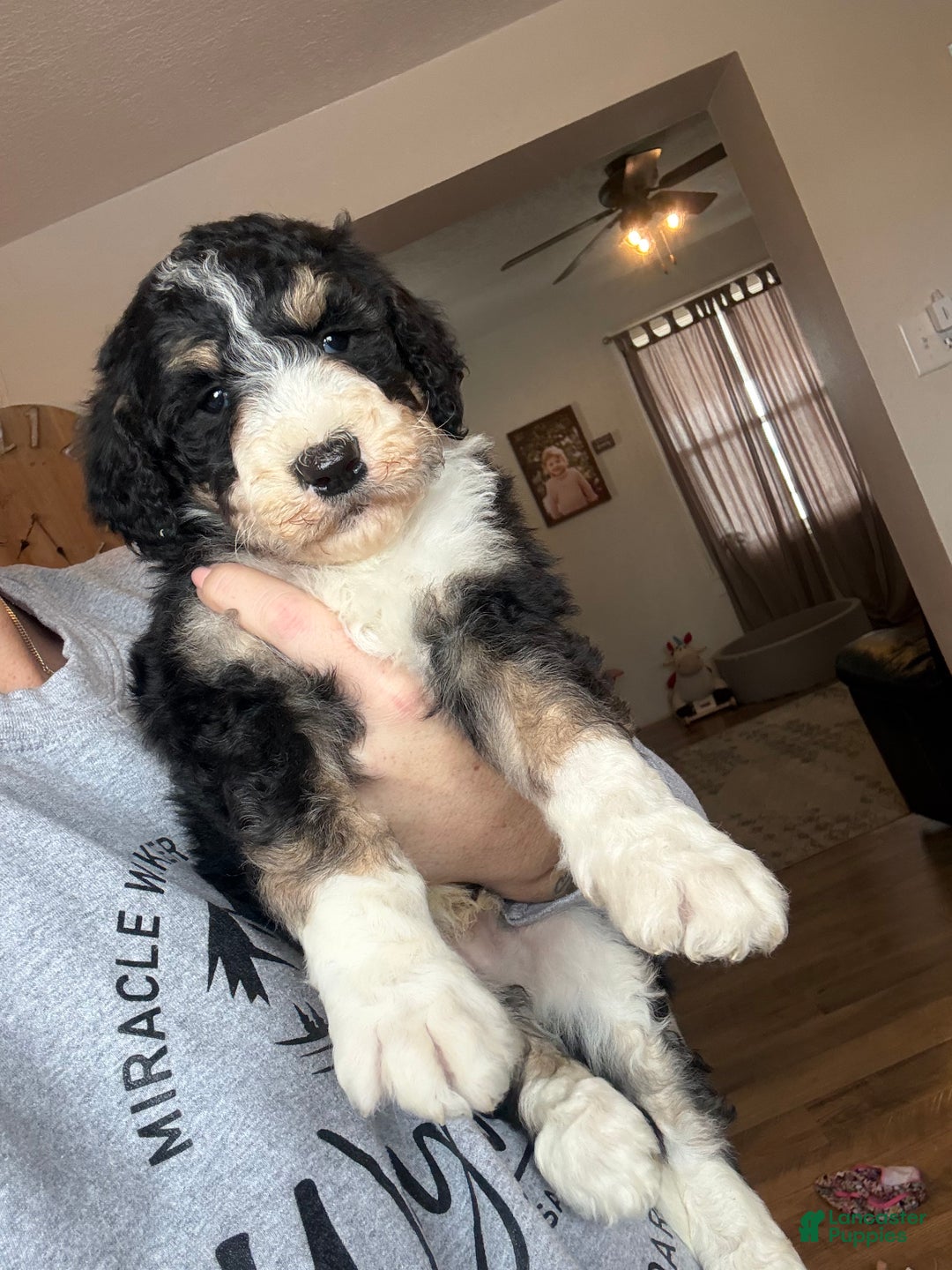 Aussiedoodle dogs for sale: Lane - Ad 3