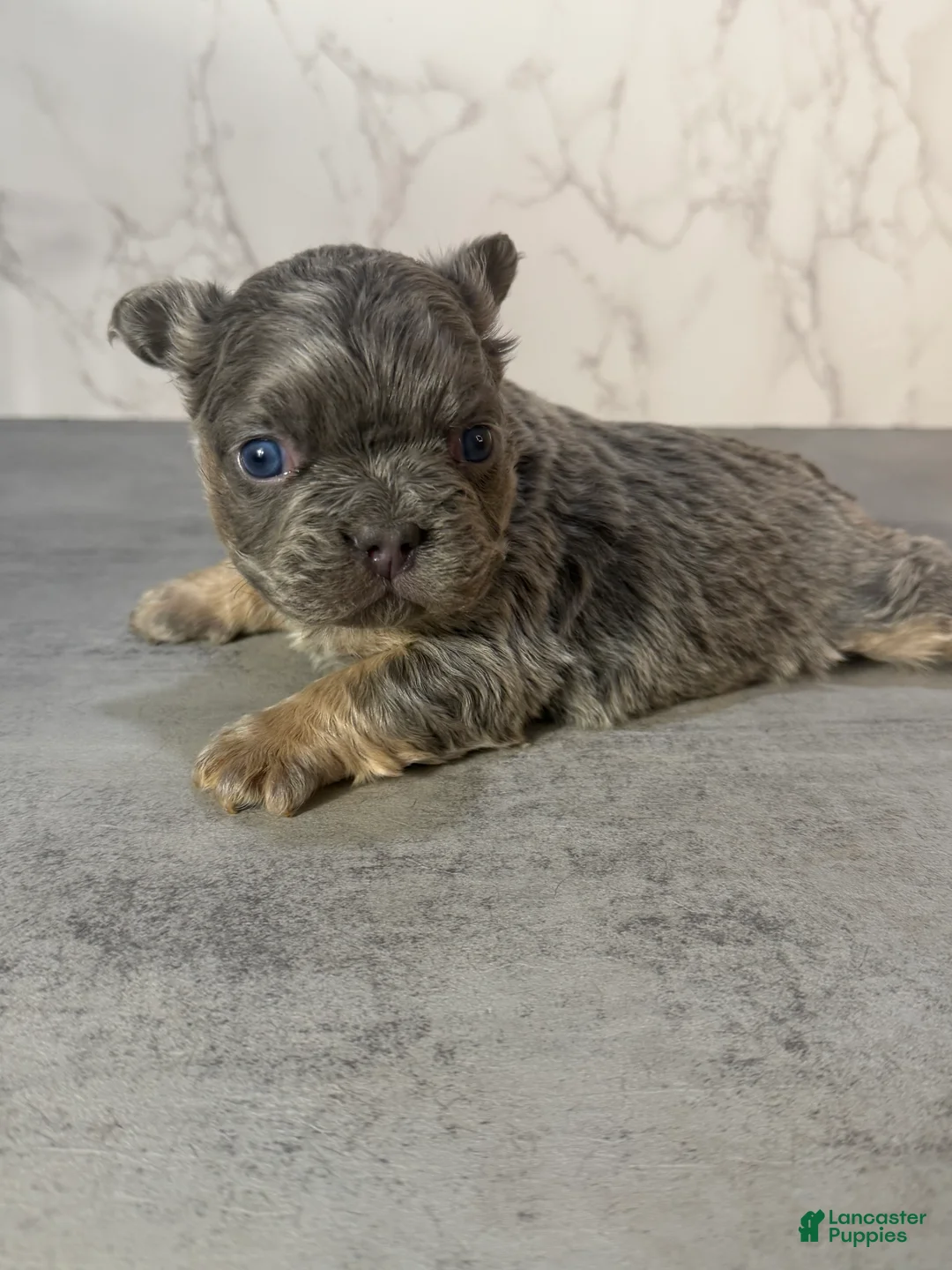 French Bulldog dogs for sale: RAE - Ad 3