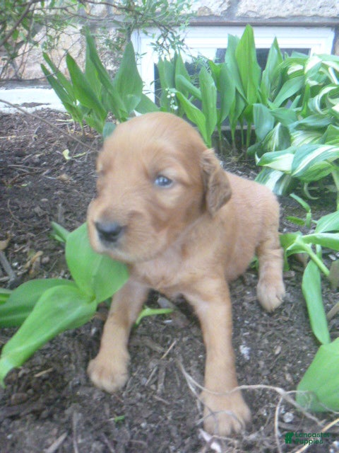 Mixed Breed dogs Tillie - Ad 1