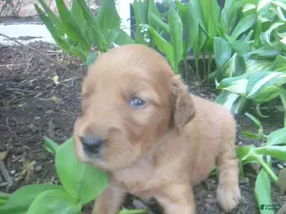 Mixed Breed dogs for sale: Tillie - Ad 4