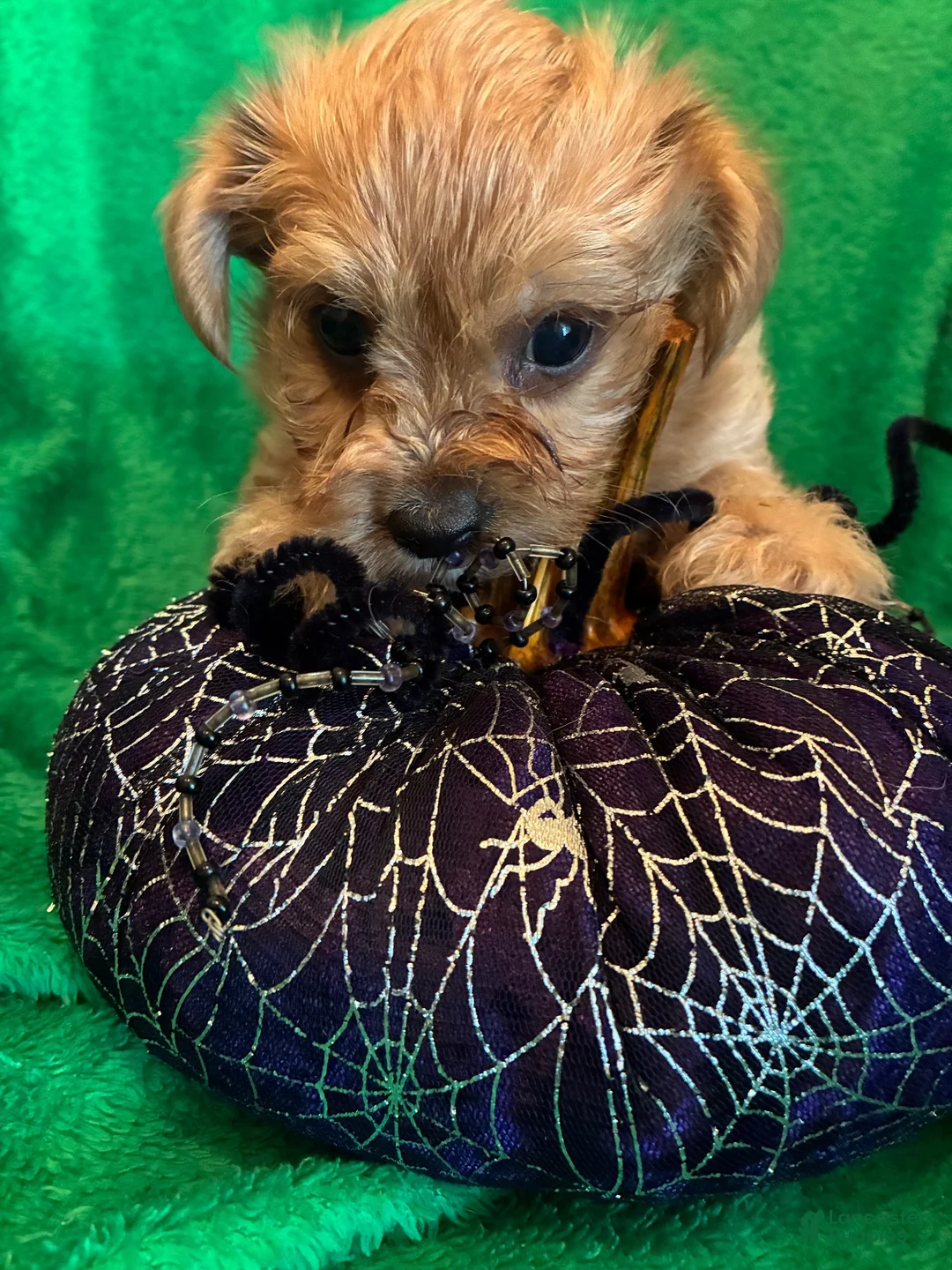 Yorkiepoo dogs for sale: Yorkiepoo 1 - Ad 4