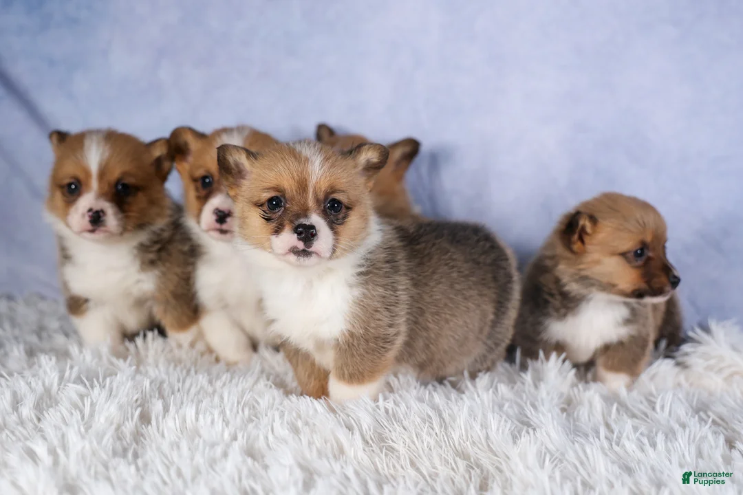 Welsh Corgi Pembroke dogs for sale: TWILIGHT - Ad 23