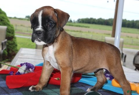 Boxer dogs Gemma - Champ lines - Ad 1