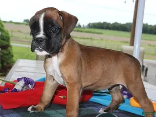 Boxer dogs for sale: Gemma - Champ lines - Ad 2