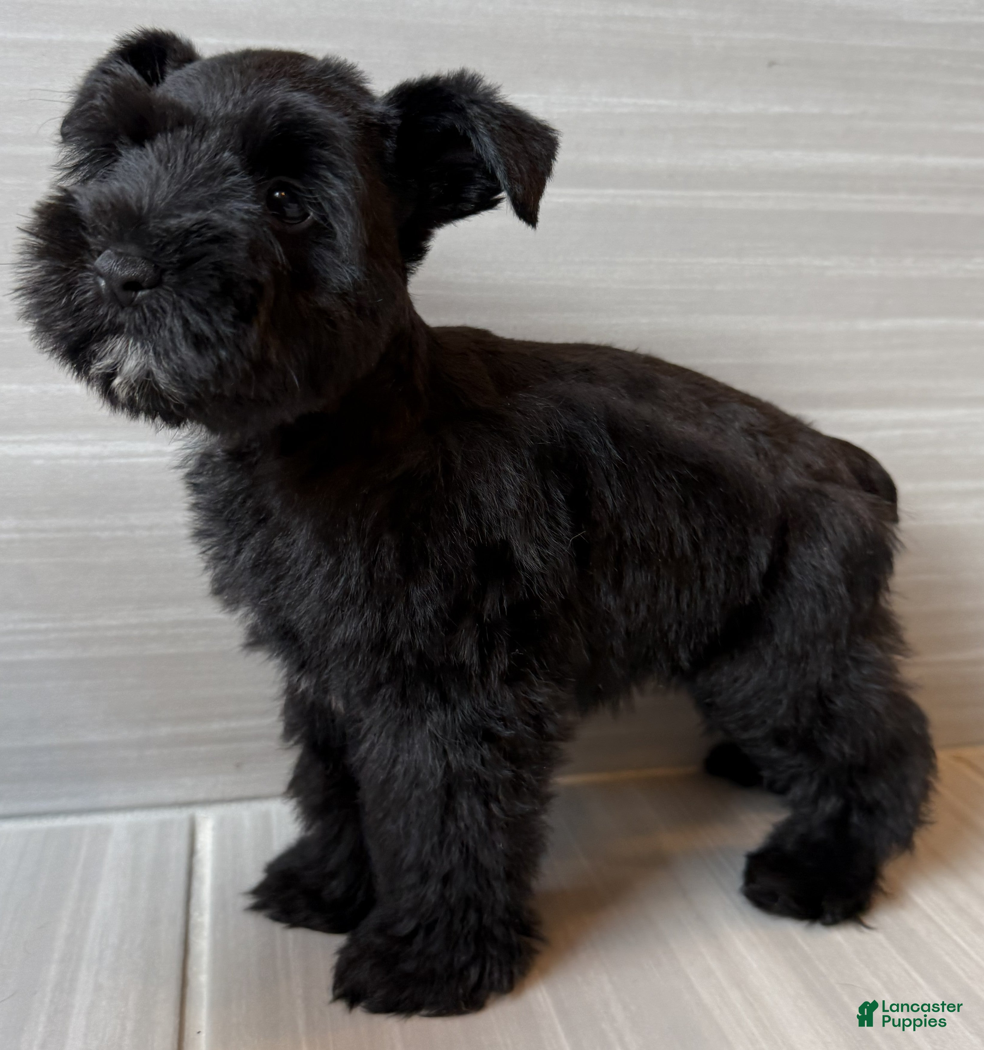 Miniature Schnauzer dogs Orion - Ad 2